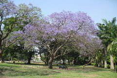 Jacaranda mimosifolia
